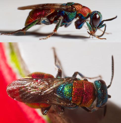 Hedychrum nobile